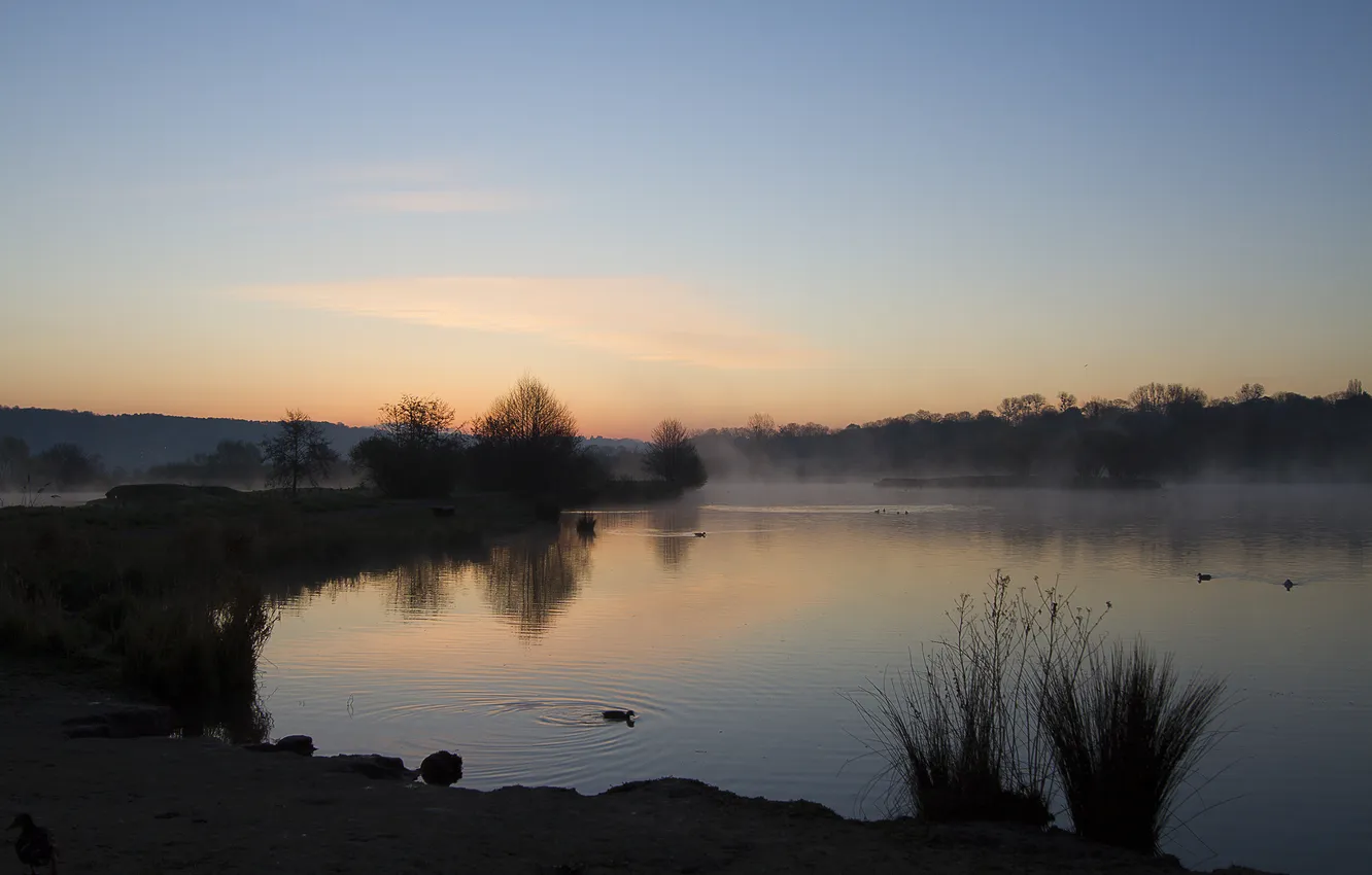 Photo wallpaper fog, lake, duck, the evening