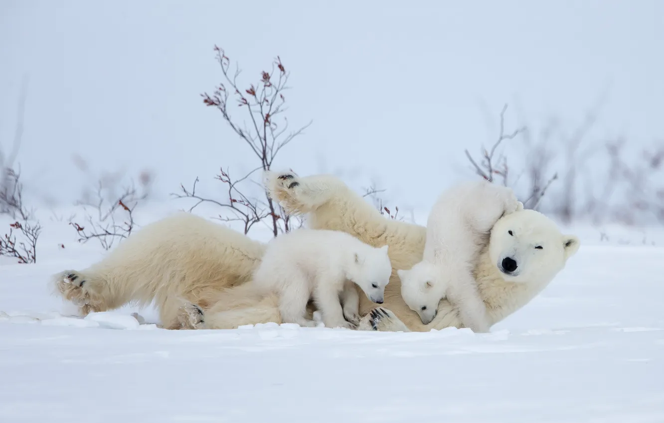 Photo wallpaper winter, snow, branches, nature, pose, bear, polar bears, bear