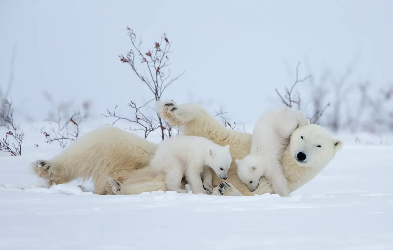 Photo wallpaper winter, snow, branches, nature, pose, bears, polar bears, bear