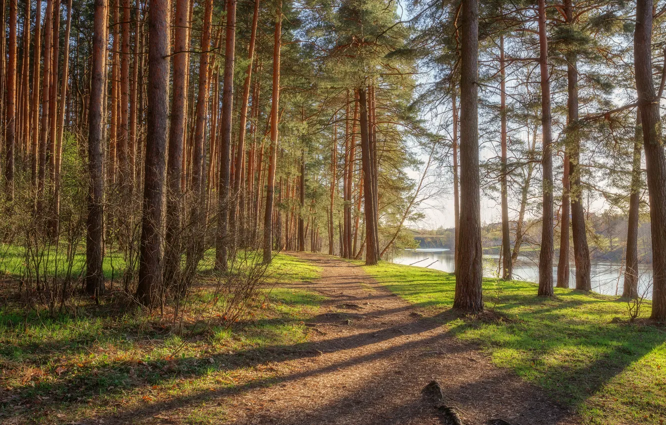 Photo wallpaper forest, trees, water