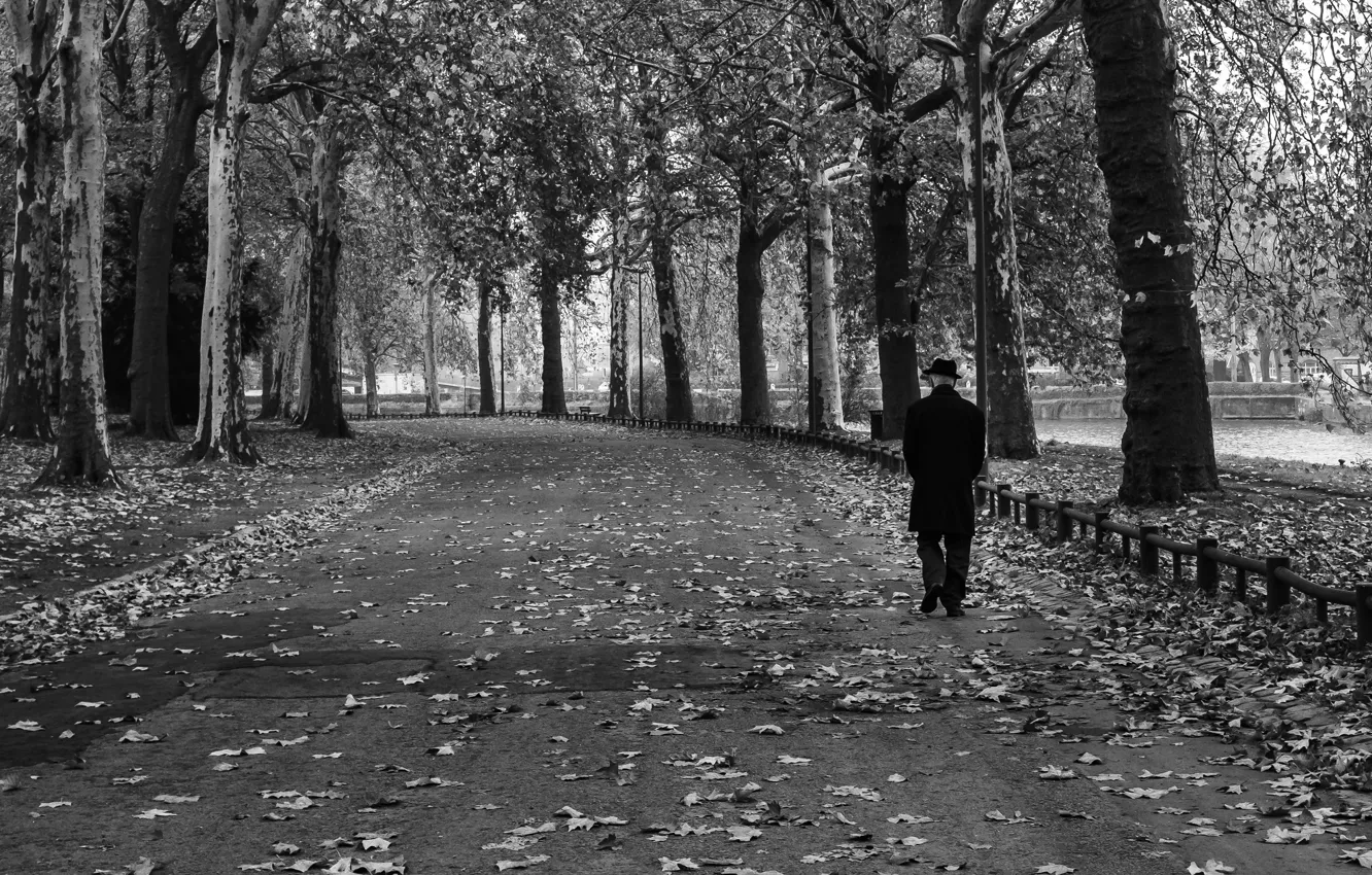 Photo wallpaper Park, France, black and white, fallen leaves, Lille