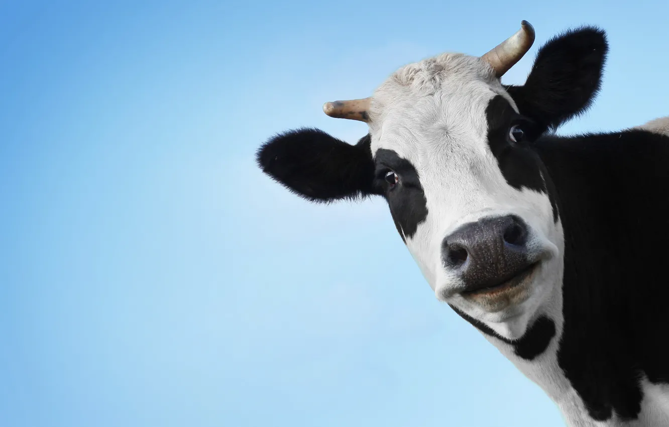 Photo wallpaper face, cow, Bessie