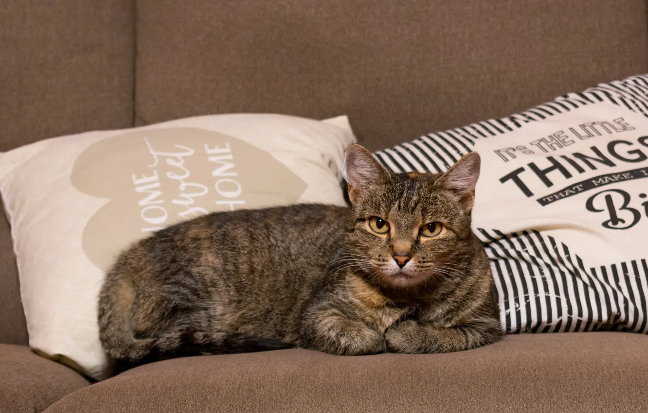 Photo wallpaper cat, cat, look, face, grey, sofa, the inscription, pillow
