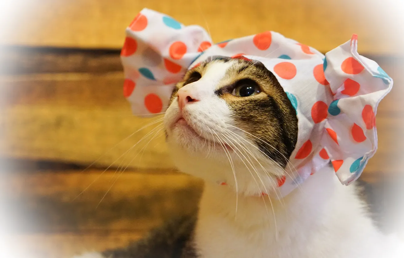 Photo wallpaper cat, cat, look, face, background, Board, portrait, cap