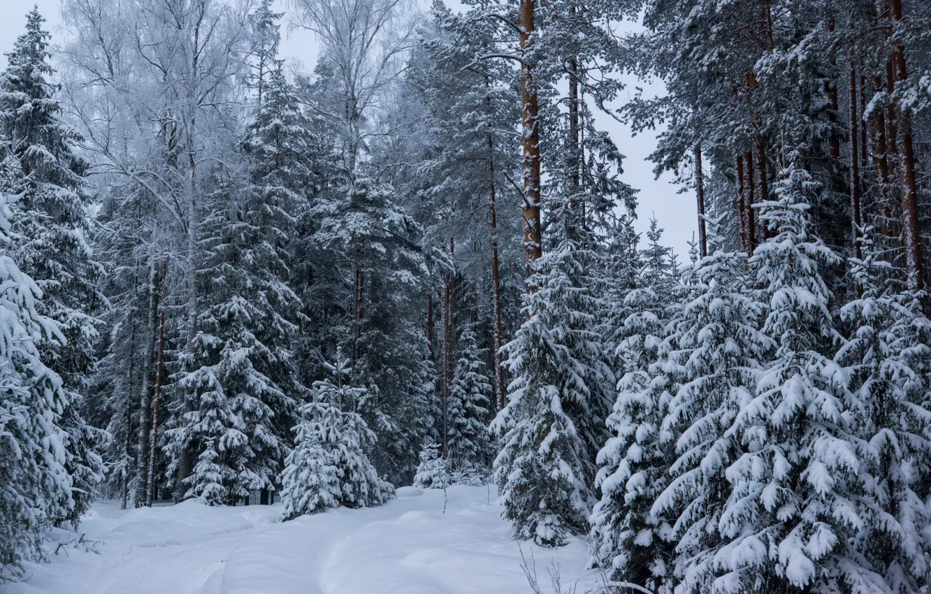 Photo wallpaper winter, forest, tree, . snow