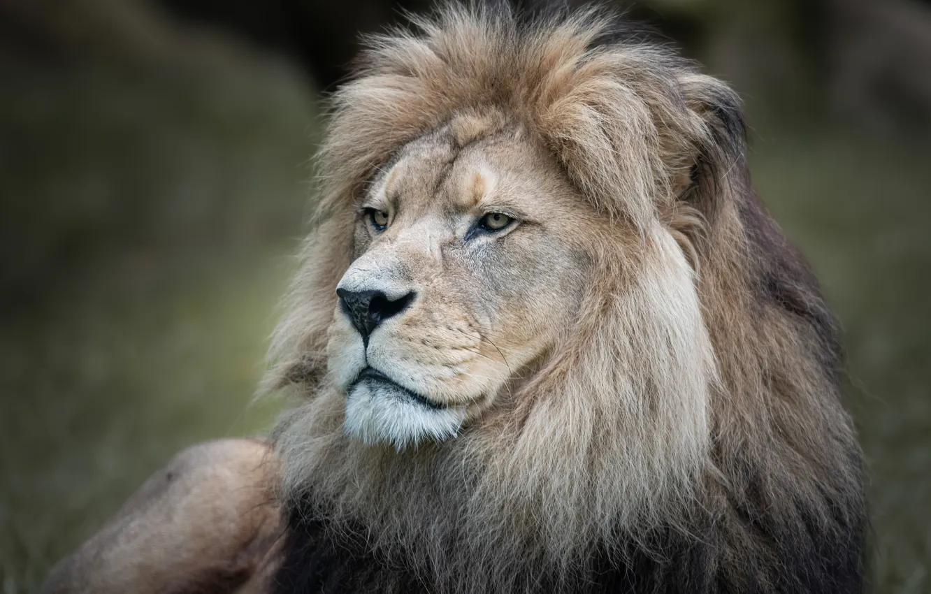 Photo wallpaper face, portrait, Leo, mane, the king of beasts, wild cat