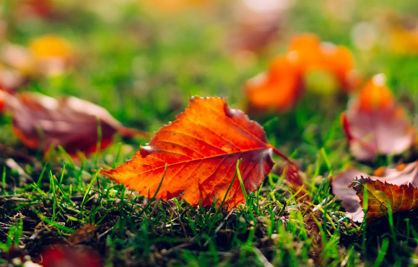 Photo wallpaper autumn, grass, leaves, macro, nature, sheet, orange