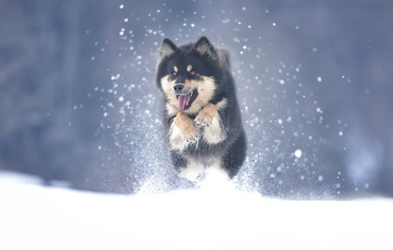 Photo wallpaper winter, snow, dog, Malamute