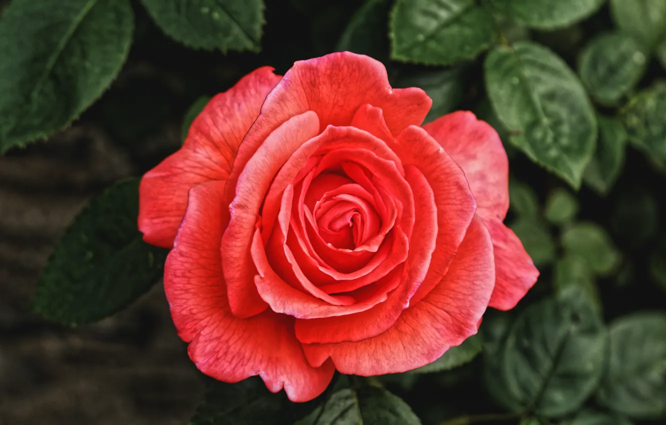 Photo wallpaper leaves, flowers, red, background, roses, petals, garden, buds