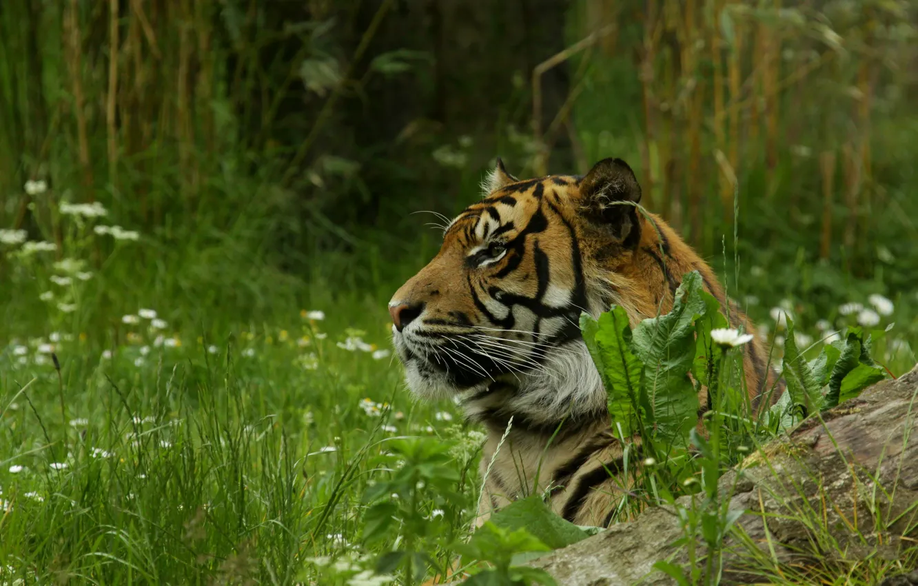 Photo wallpaper face, nature, tiger, glade, lies, log