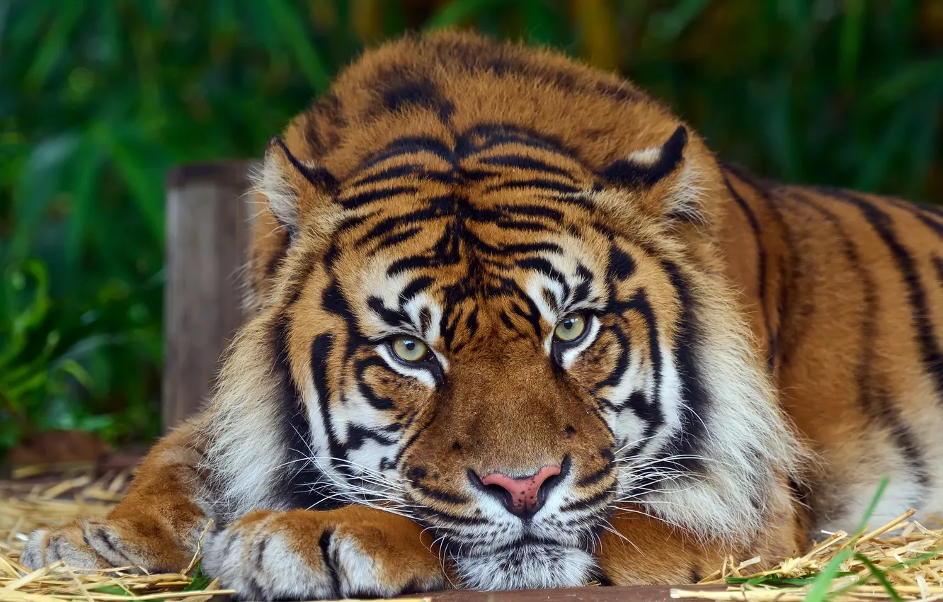 Photo wallpaper look, face, leaves, tiger, pose, portrait, paws, lies