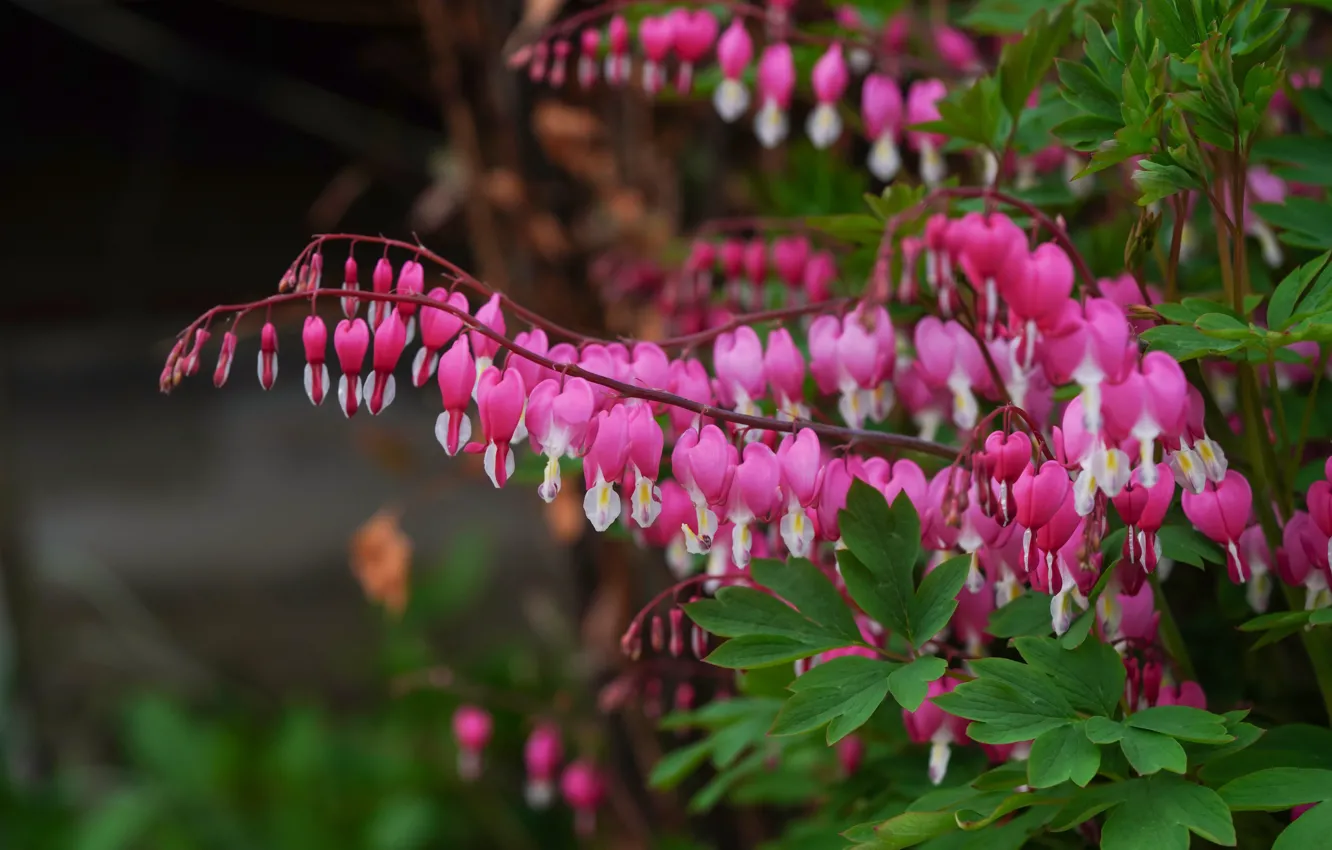Photo wallpaper flowers, pink, broken heart, the bleeding heart