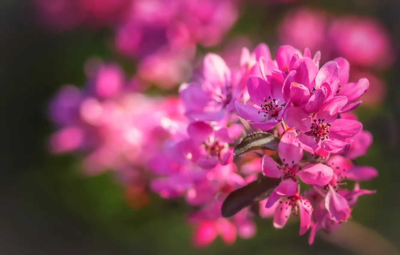 Photo wallpaper flowers, branches, background, mood, bright, spring, pink, Apple