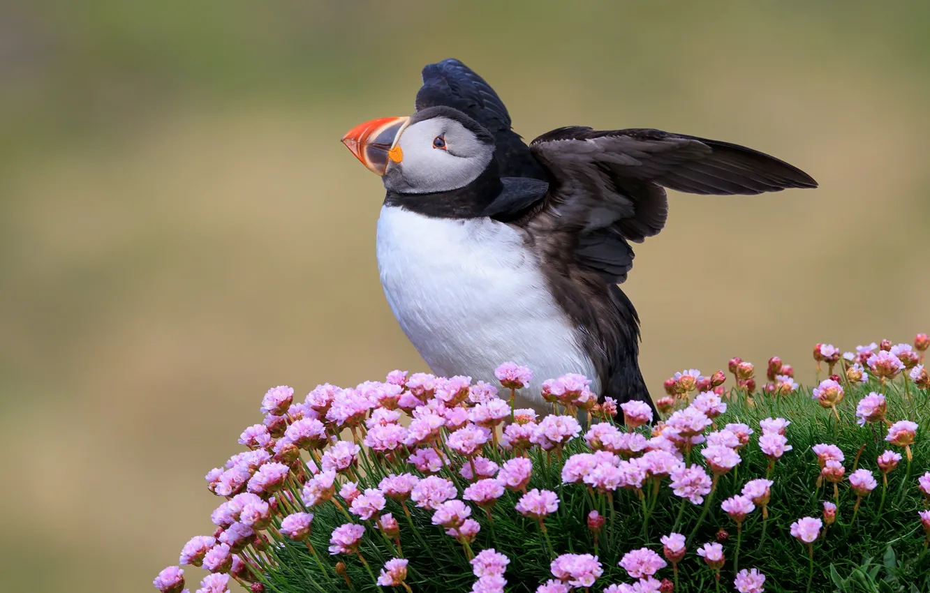 Photo wallpaper nature, pose, bird, stalled, Atlantic puffin