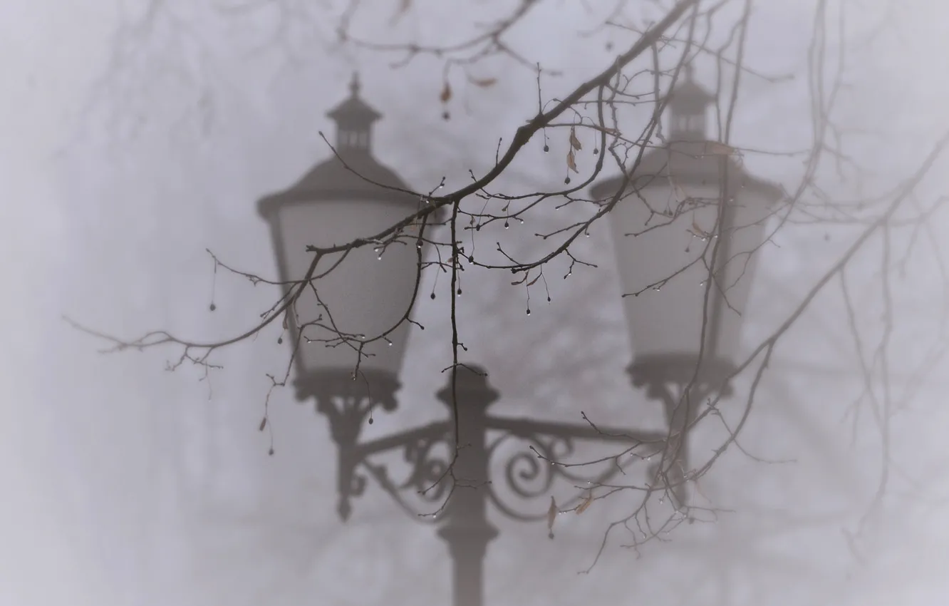 Photo wallpaper drops, macro, nature, fog, tree, branch, lantern