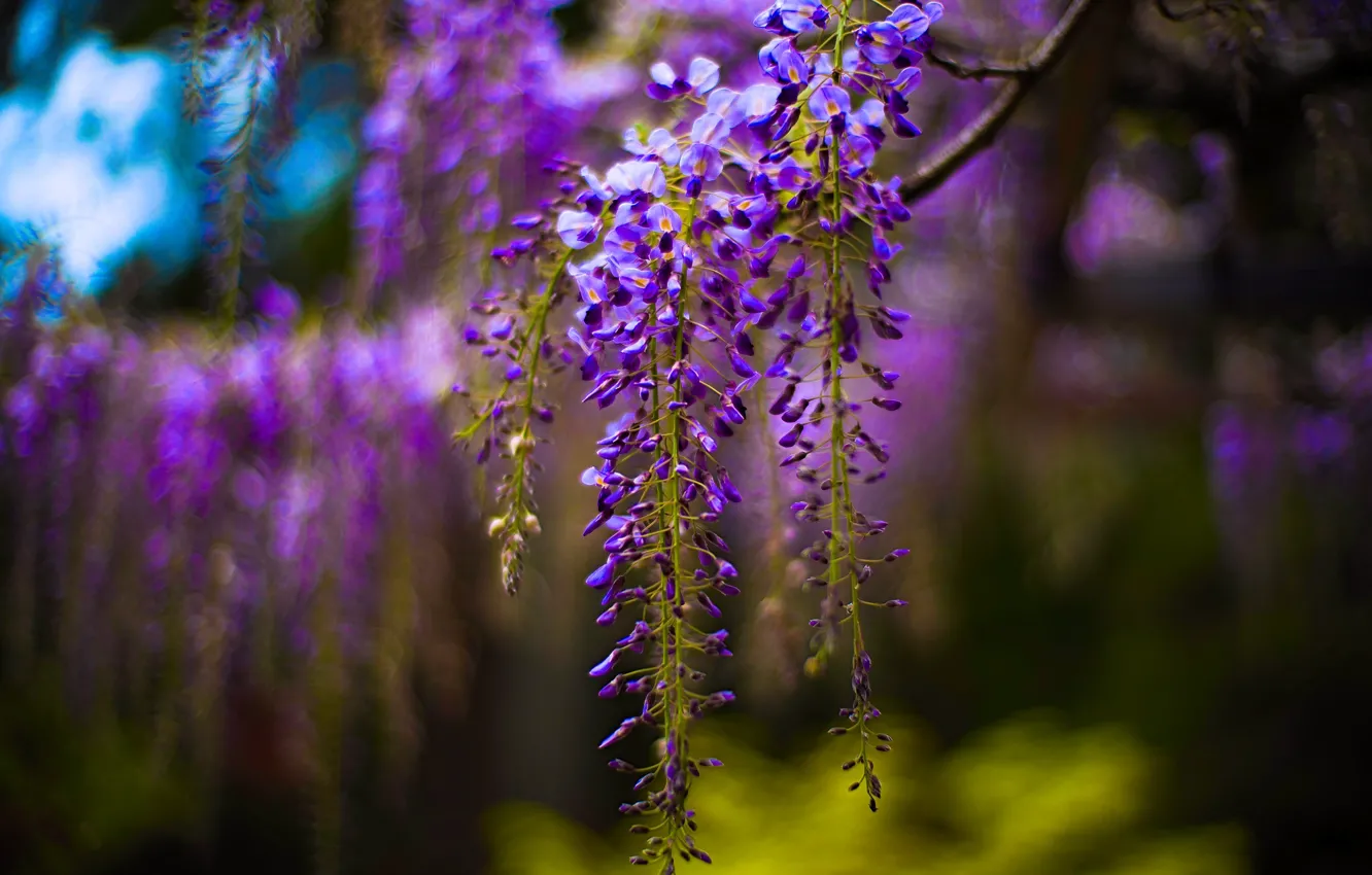 Photo wallpaper flowers, blur, spring, flowering, cascade, lilac, bokeh, Wisteria