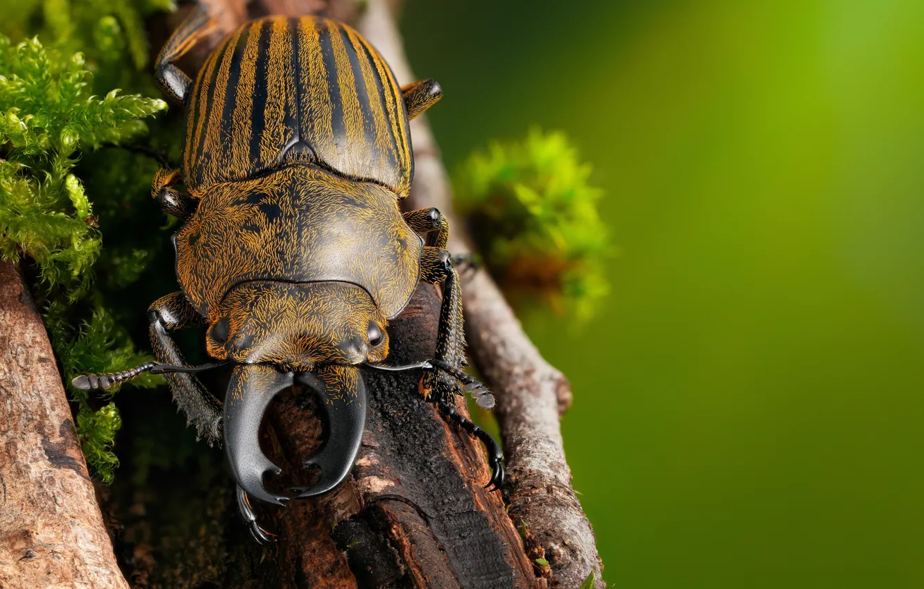 Photo wallpaper macro, branches, nature, moss, beetle, insect, striped, green background