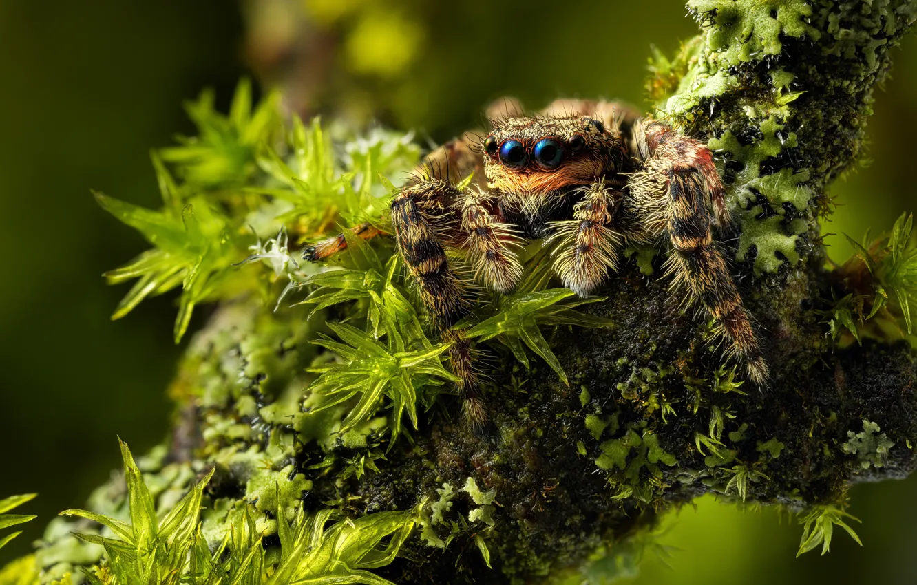 Photo wallpaper look, macro, branches, nature, moss, spider, bokeh, jumper