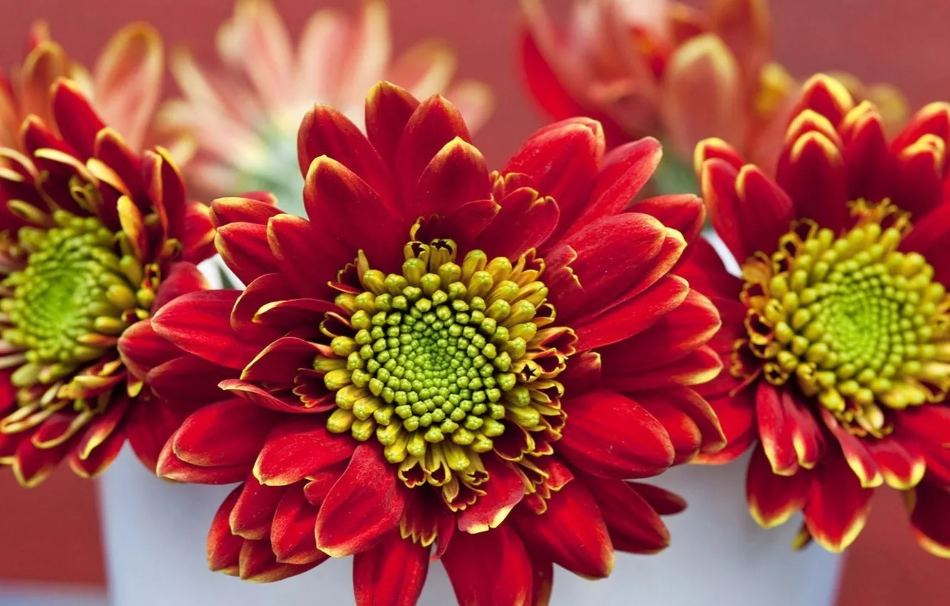 Photo wallpaper flowers, basket, bouquet