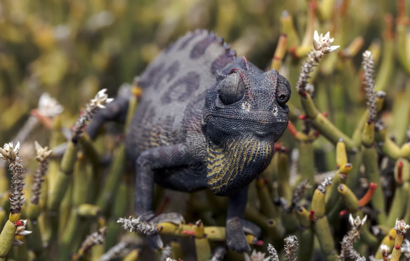 Photo wallpaper nature, chameleon, background