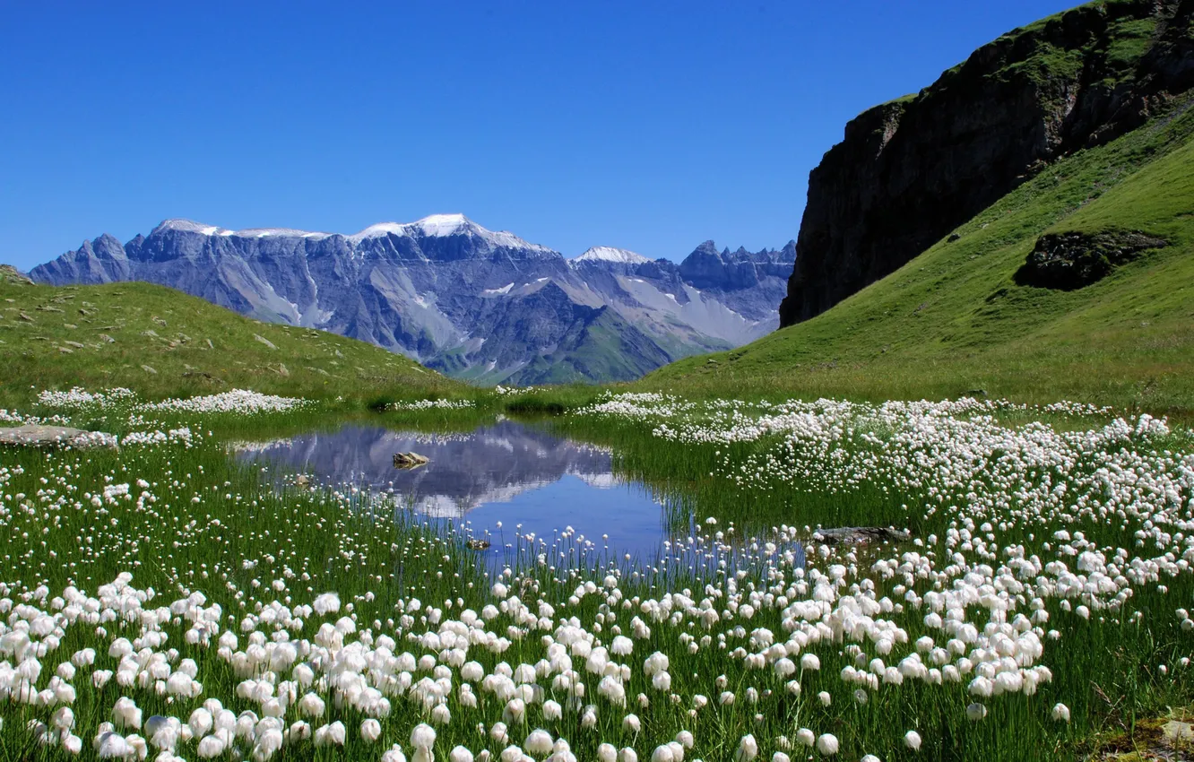 Photo wallpaper summer, landscape, flowers, mountains, nature, lake