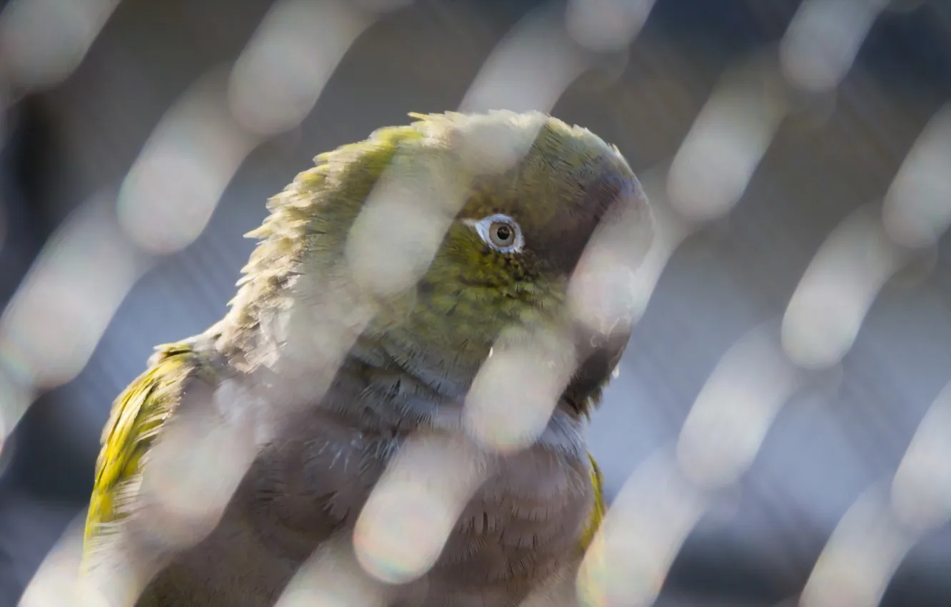 Photo wallpaper background, bird, parrot