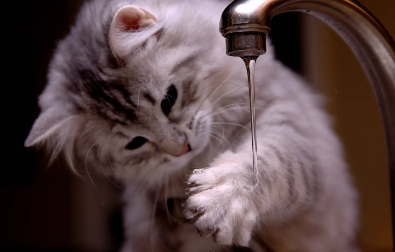 Photo wallpaper cat, cute, Curiosity, walpaper