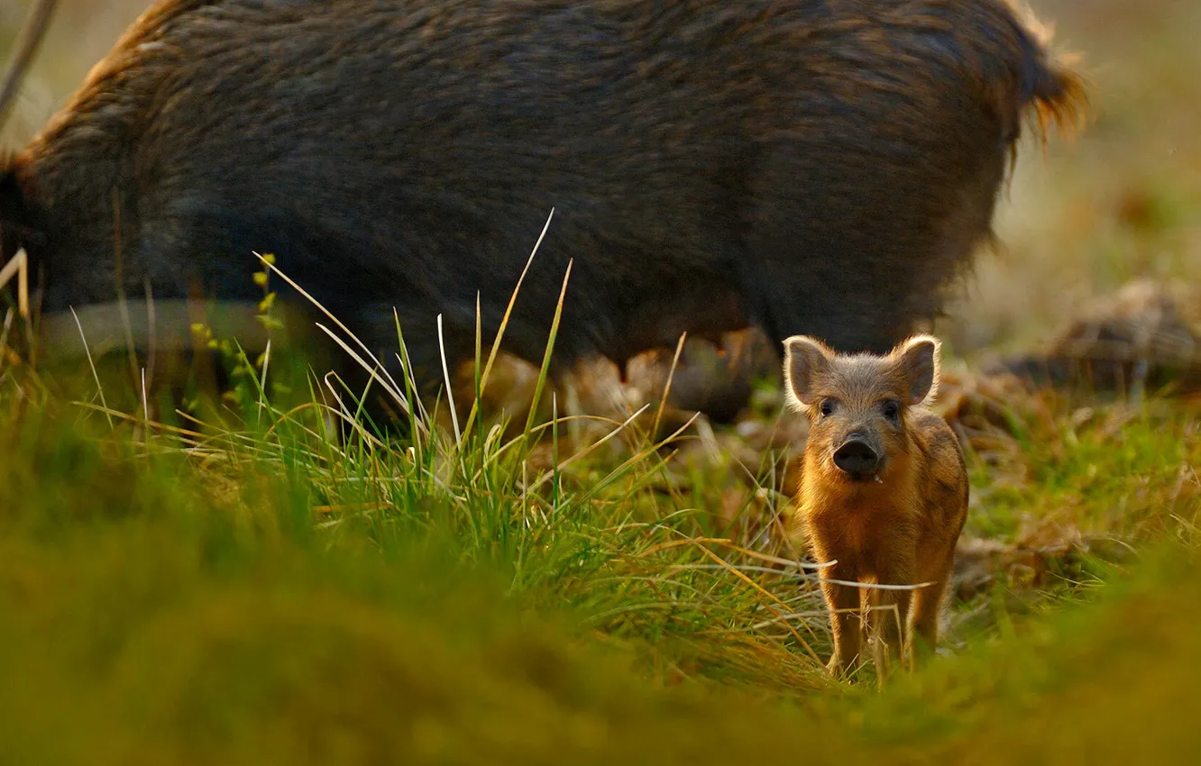 Photo wallpaper grass, nature, England, Gloucestershire, pig, wild boar