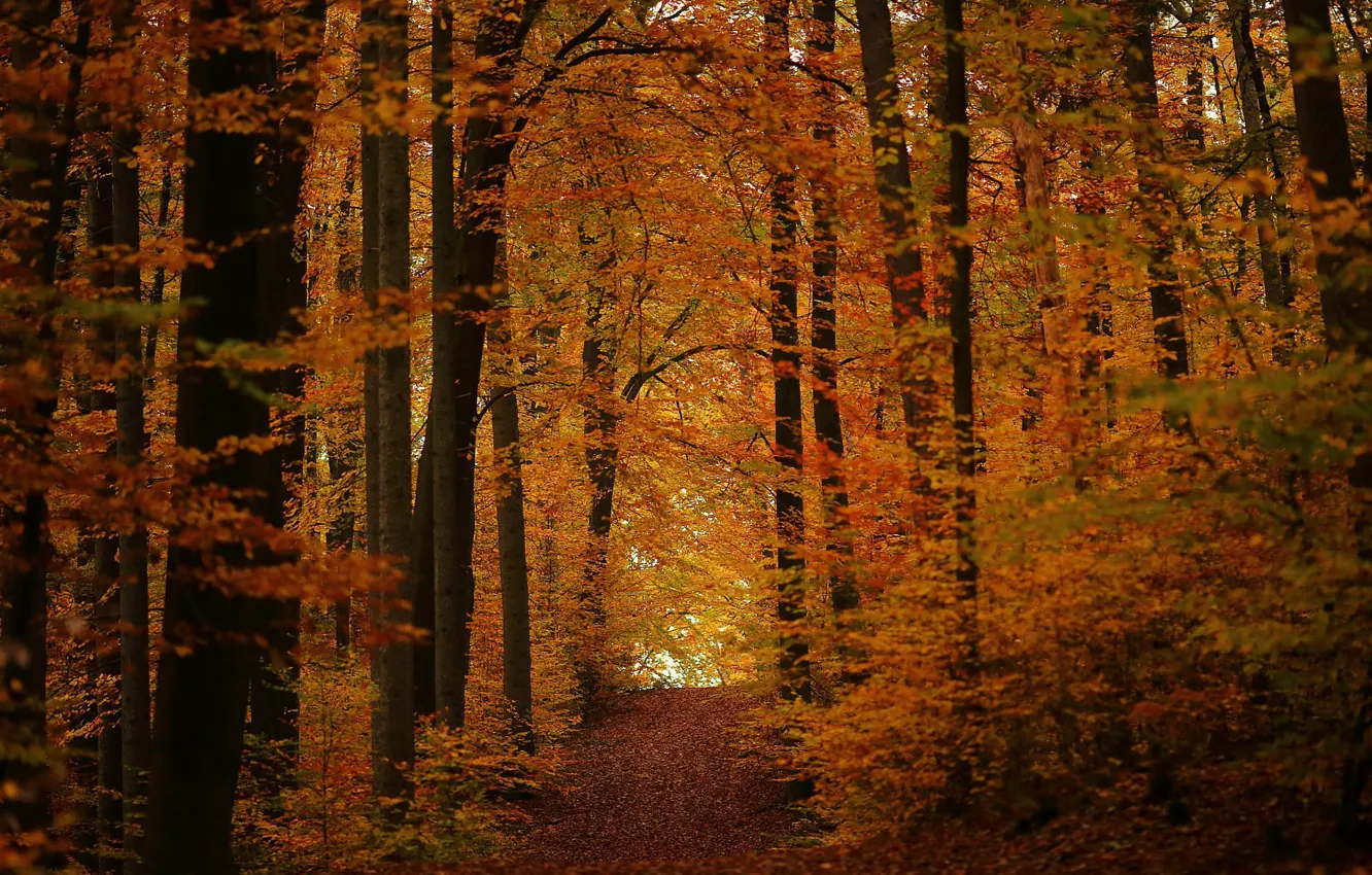 Photo wallpaper autumn, forest, track, November