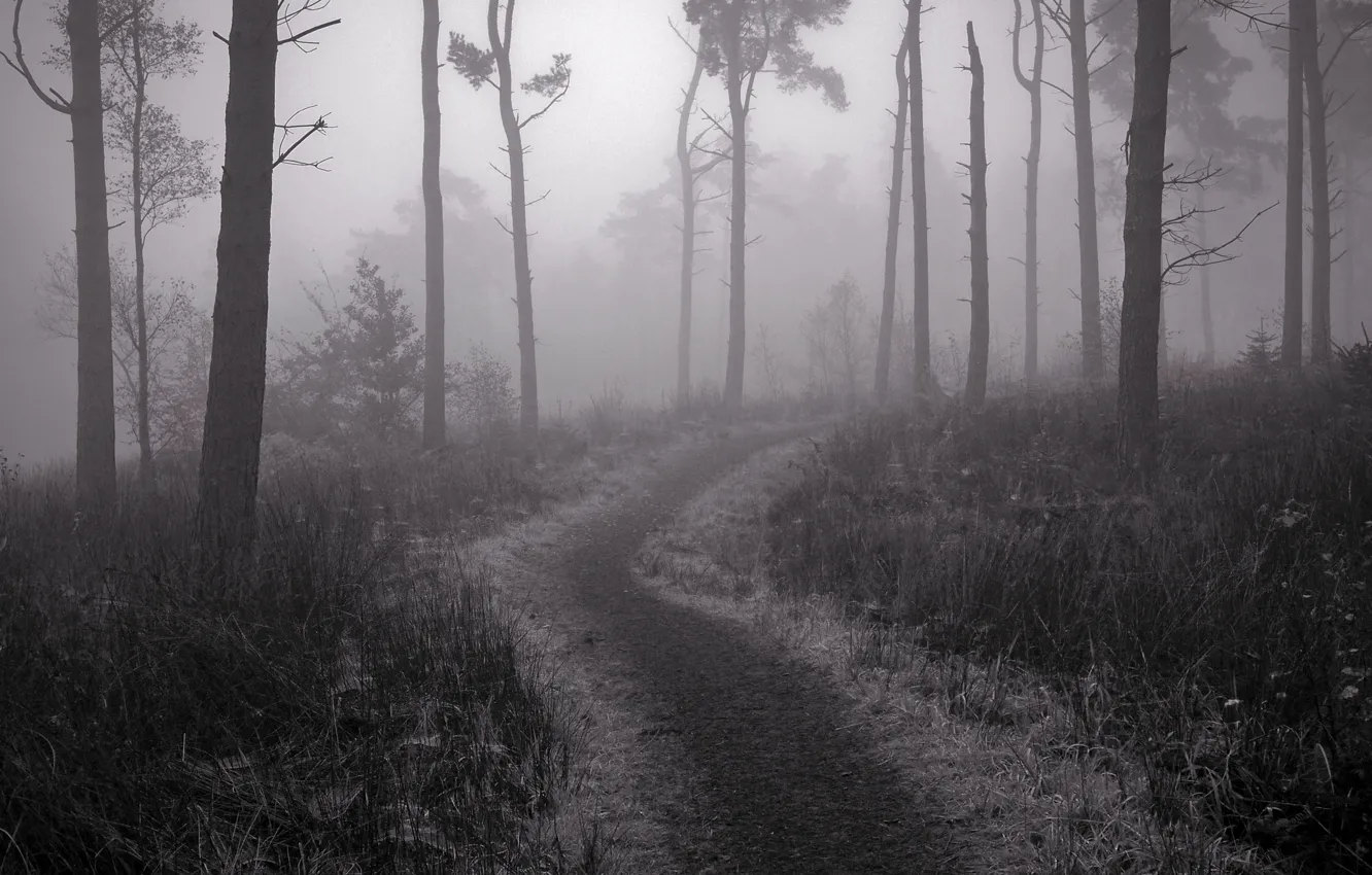 Photo wallpaper fog, trail, Forest, twilight