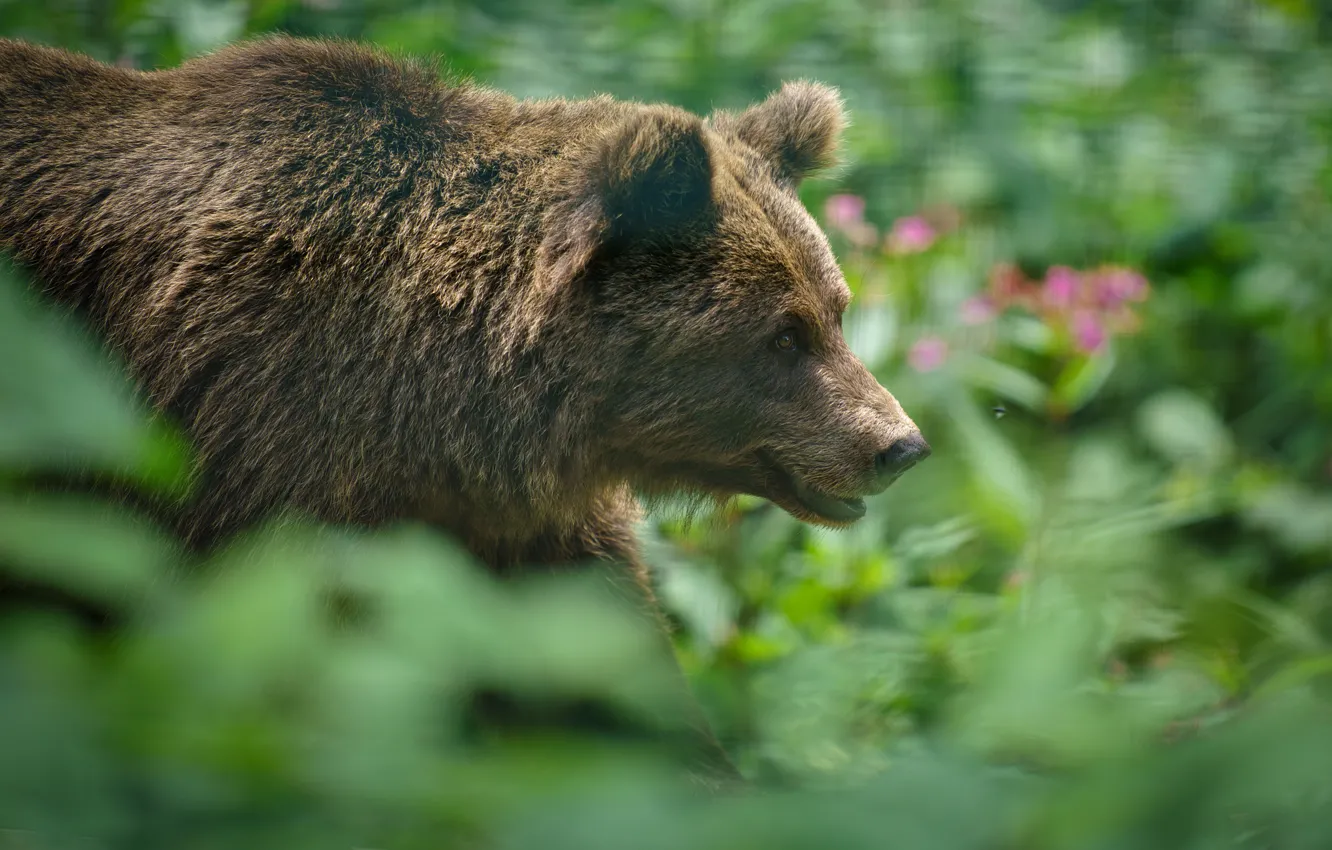 Photo wallpaper face, nature, bear, profile, walk, bokeh
