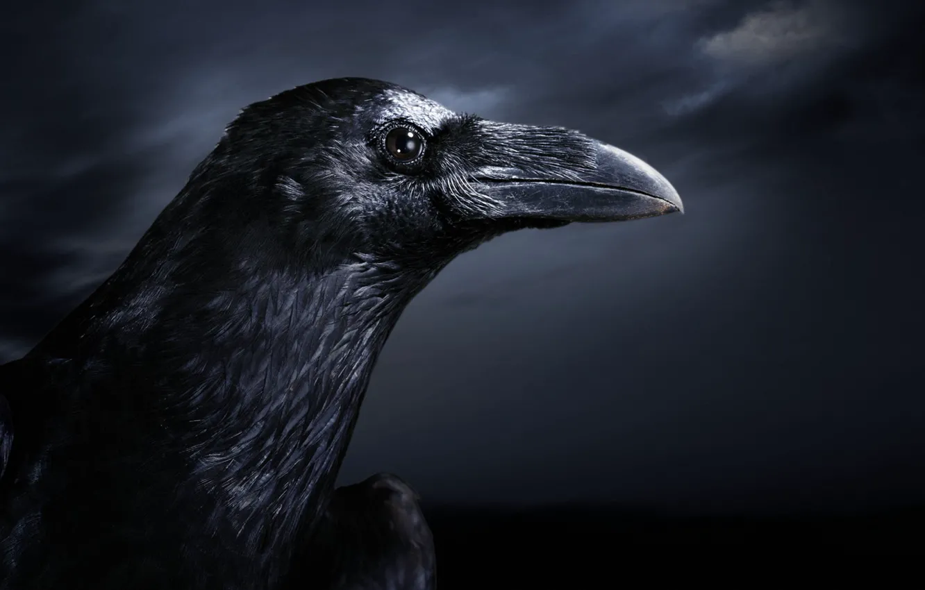 Photo wallpaper night, bird, Raven