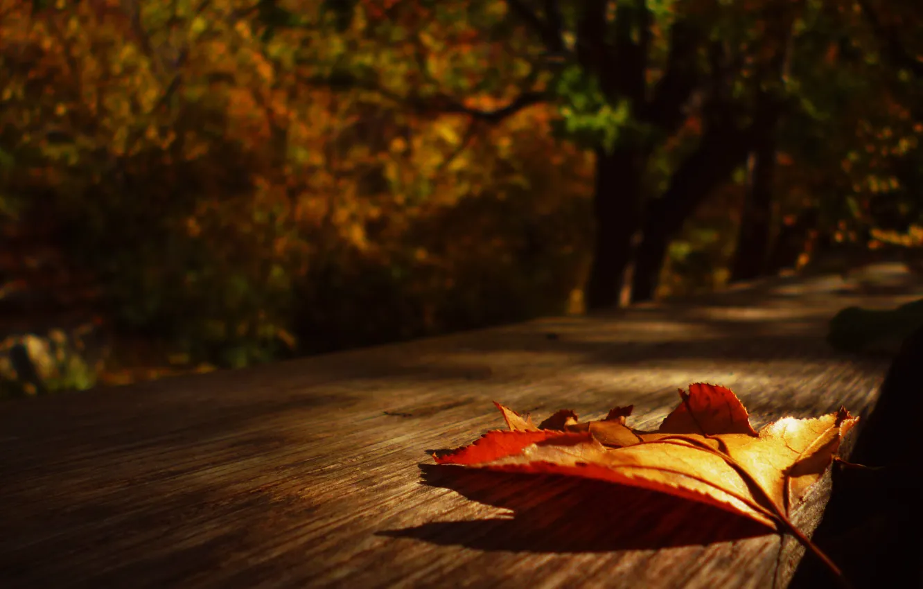 Photo wallpaper autumn, leaves, the sun, nature, day, Crimea
