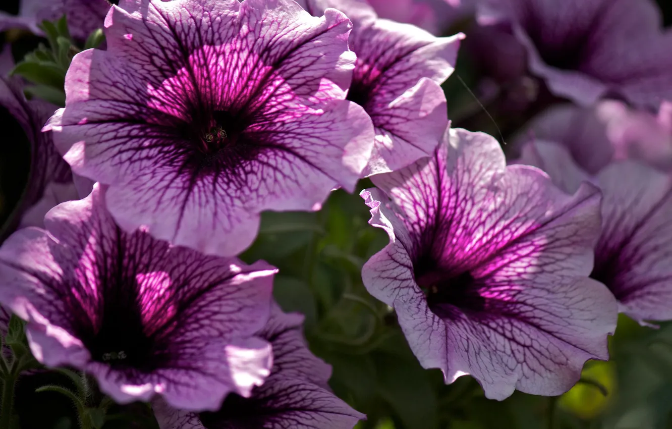 Photo wallpaper macro, petals, Petunia