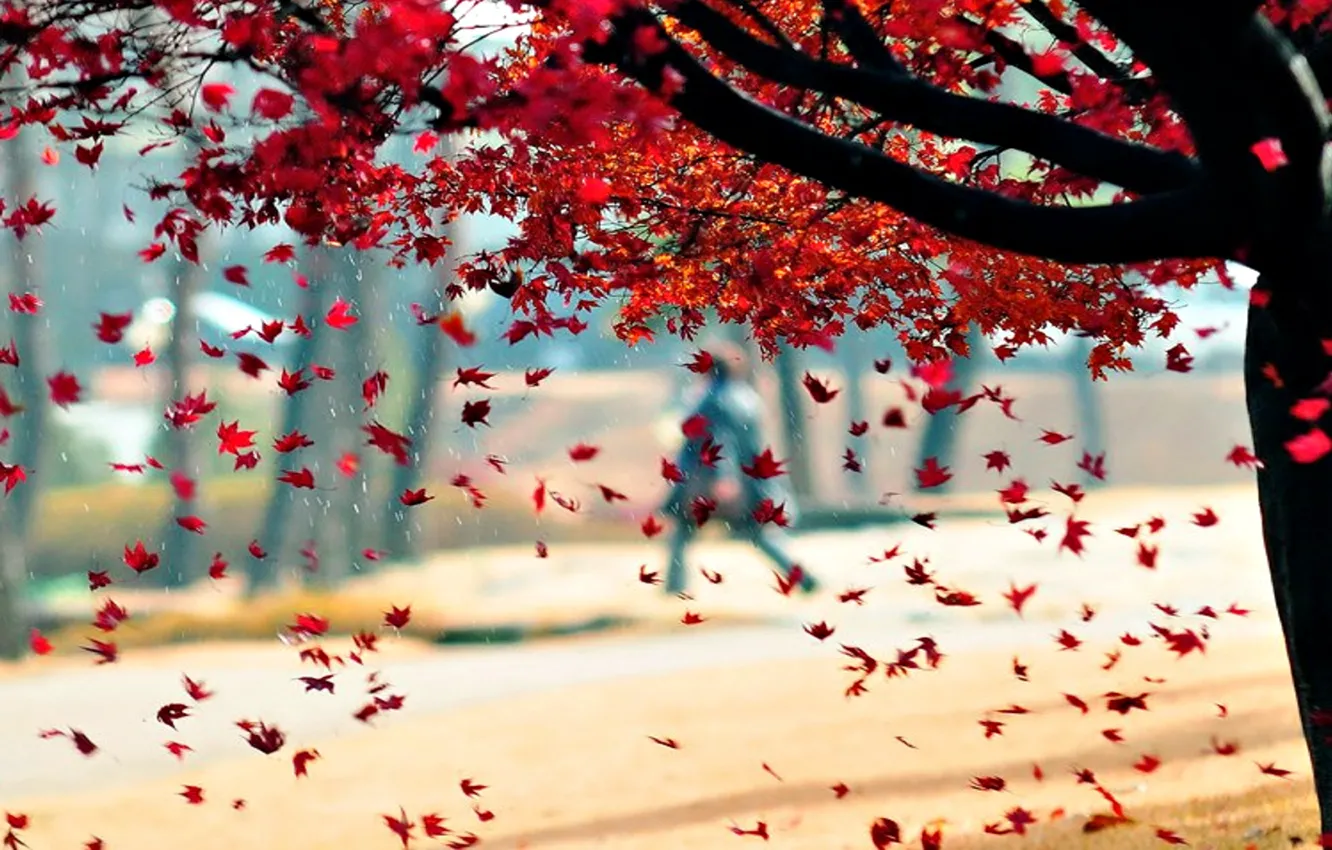 Photo wallpaper autumn, leaves, trees, nature