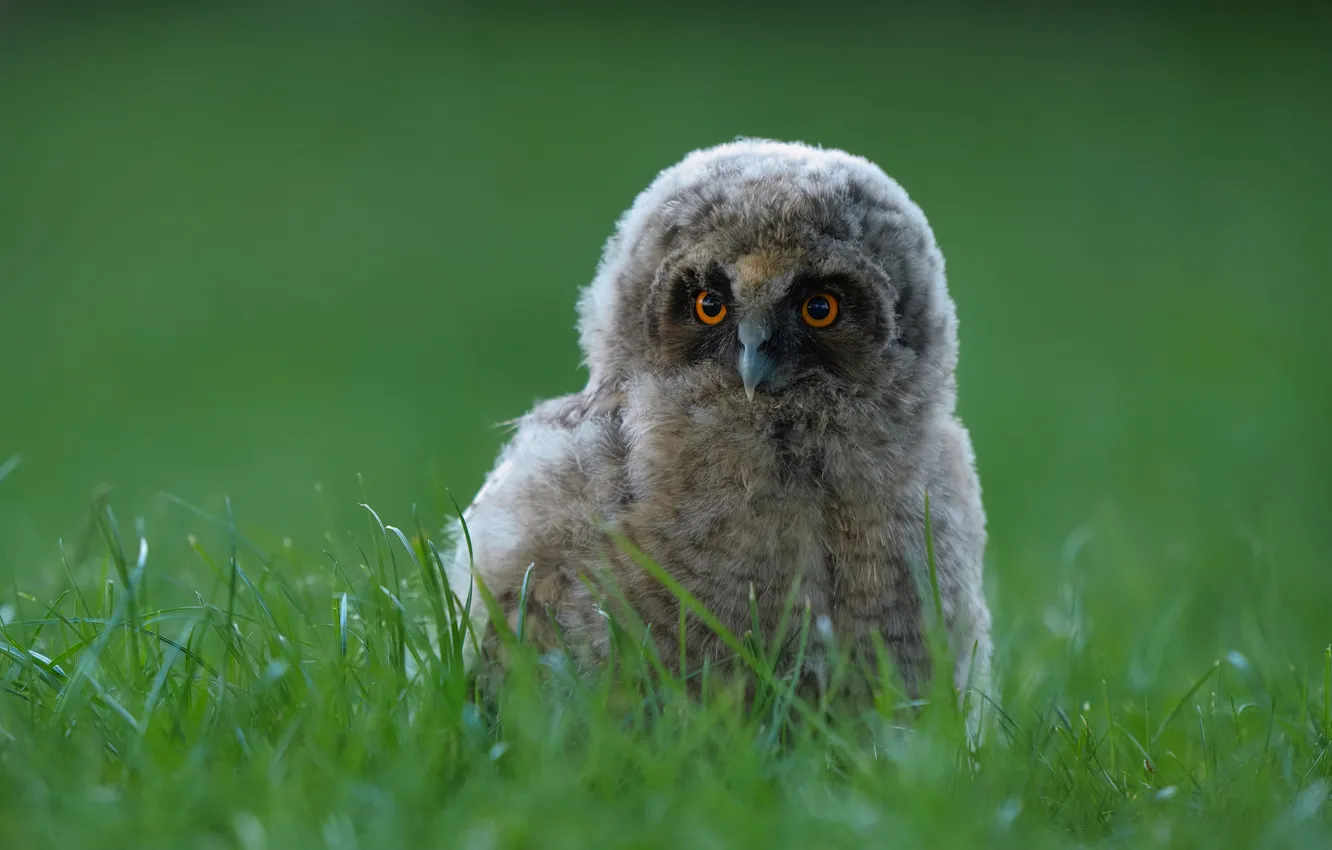 Photo wallpaper grass, look, owl, bird, glade, Chicks, green background, owlet