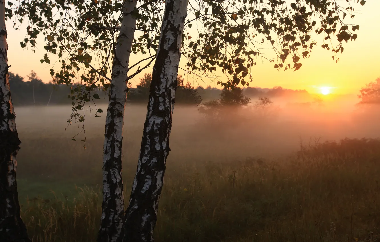 Photo wallpaper fog, morning, birch