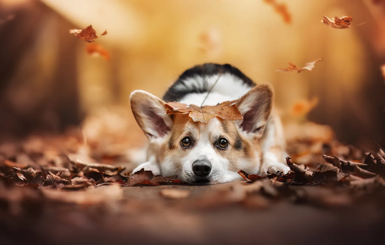 Photo wallpaper autumn, look, leaves, dog, ears, face, Welsh Corgi