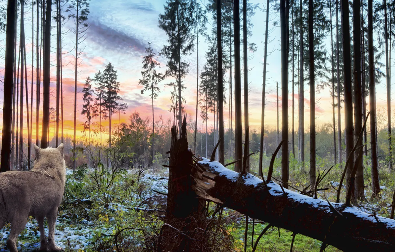 Photo wallpaper forest, white, the sky, trees, landscape, branches, nature, wolf