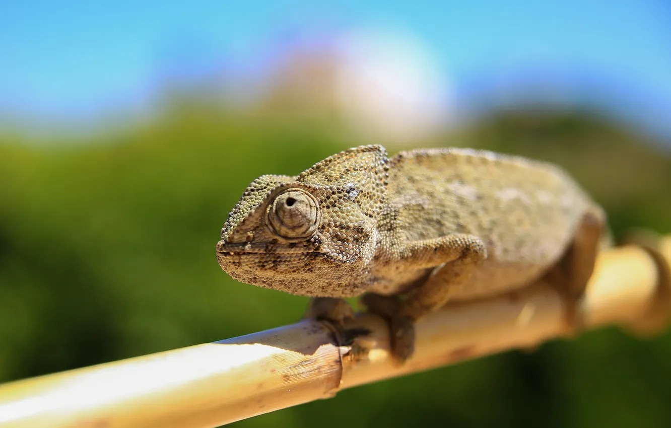 Photo wallpaper macro, animal, chameleon