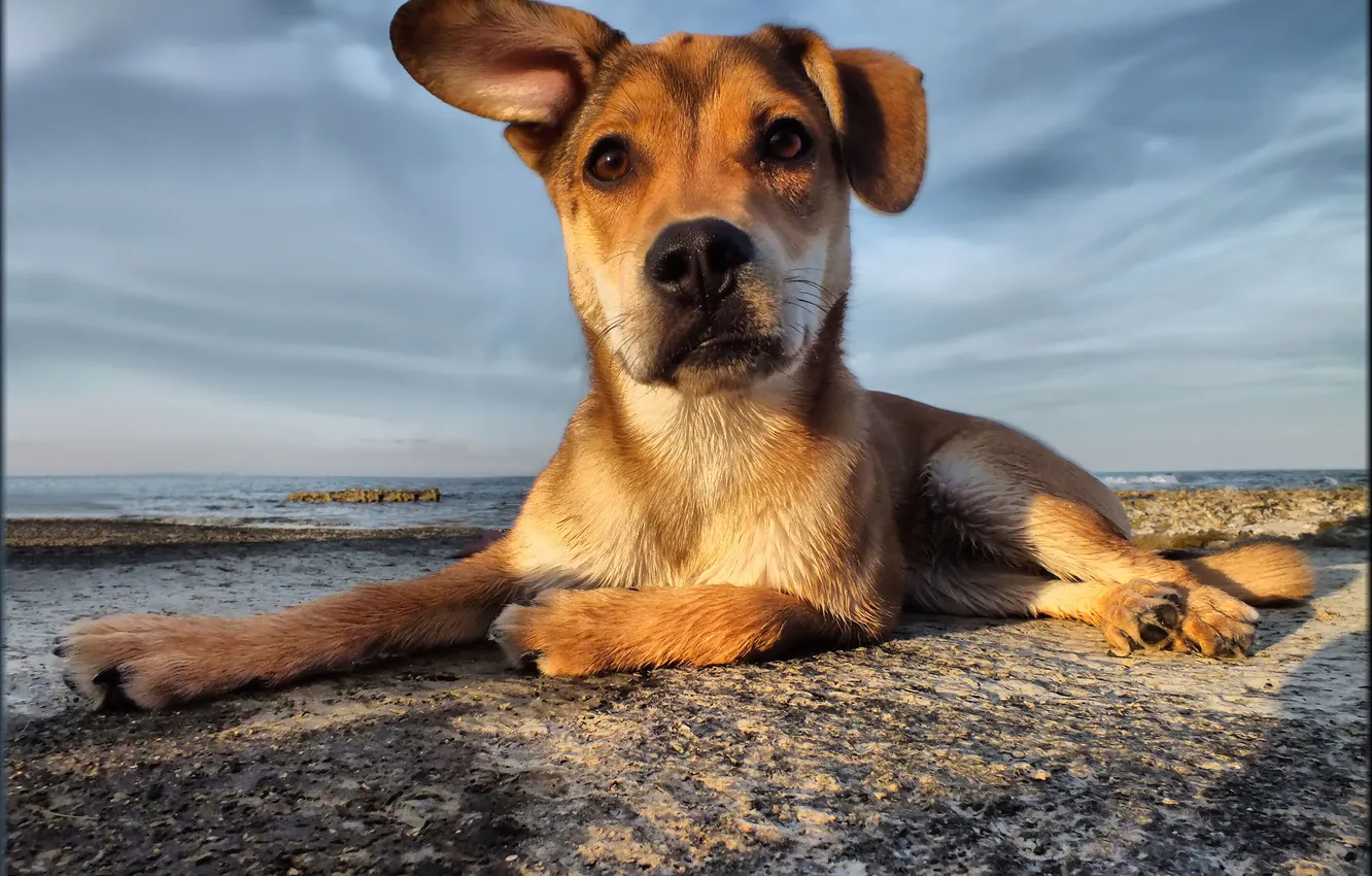 Photo wallpaper sea, each, salty dog