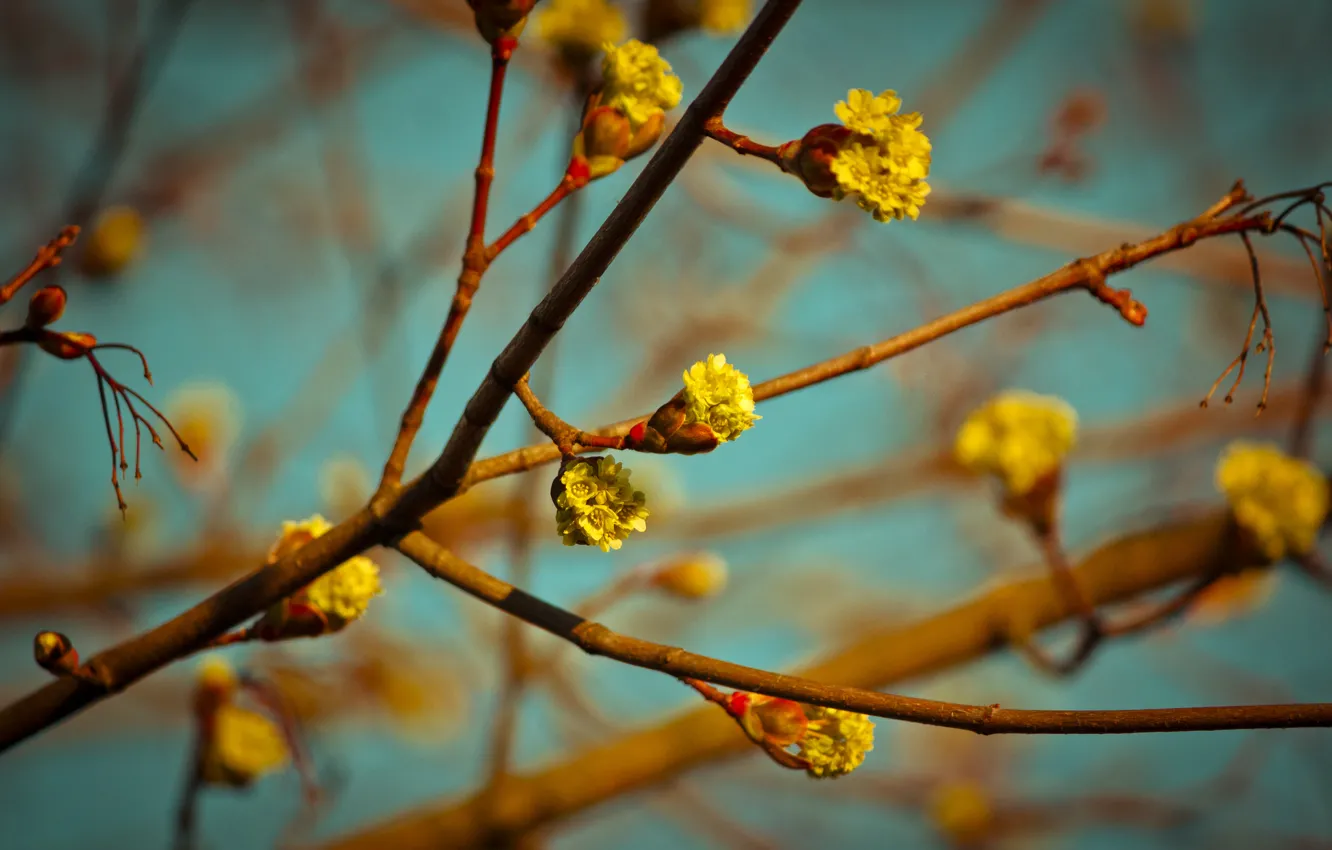 Photo wallpaper trees, flowers, branch, stem, buds