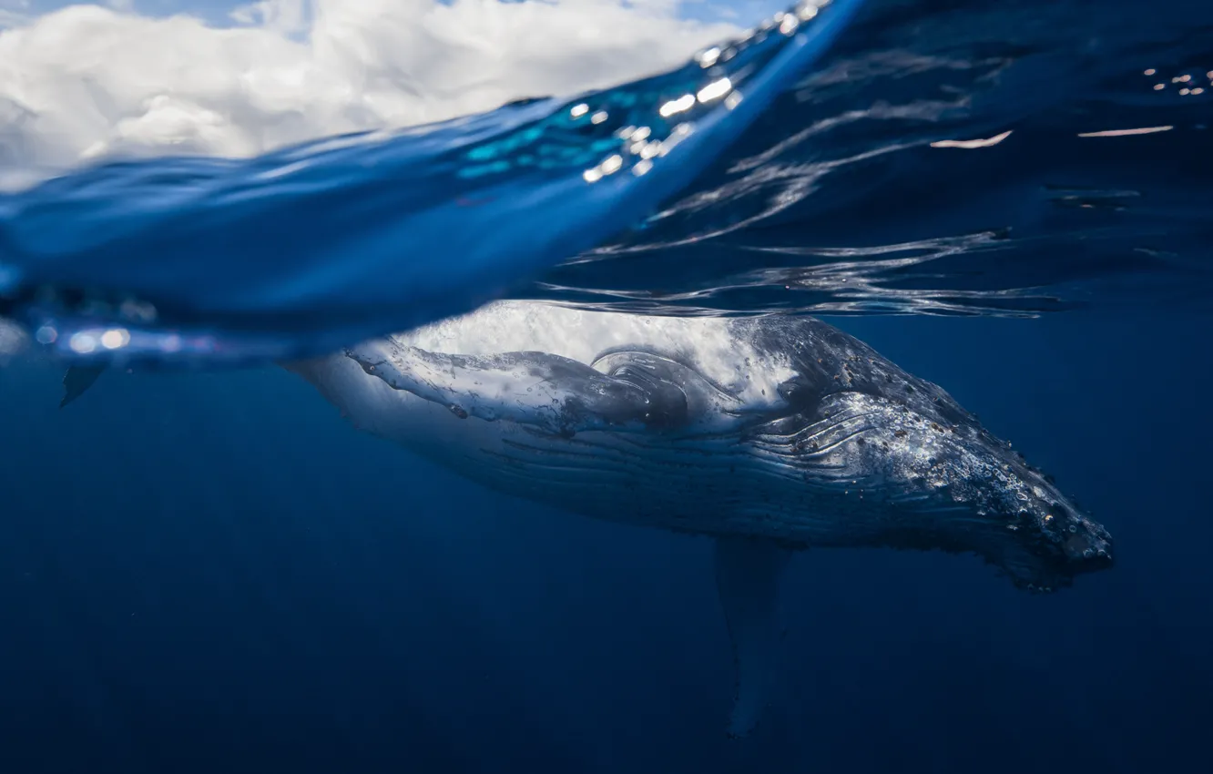 Photo wallpaper sea, the ocean, mammal, humpback whale