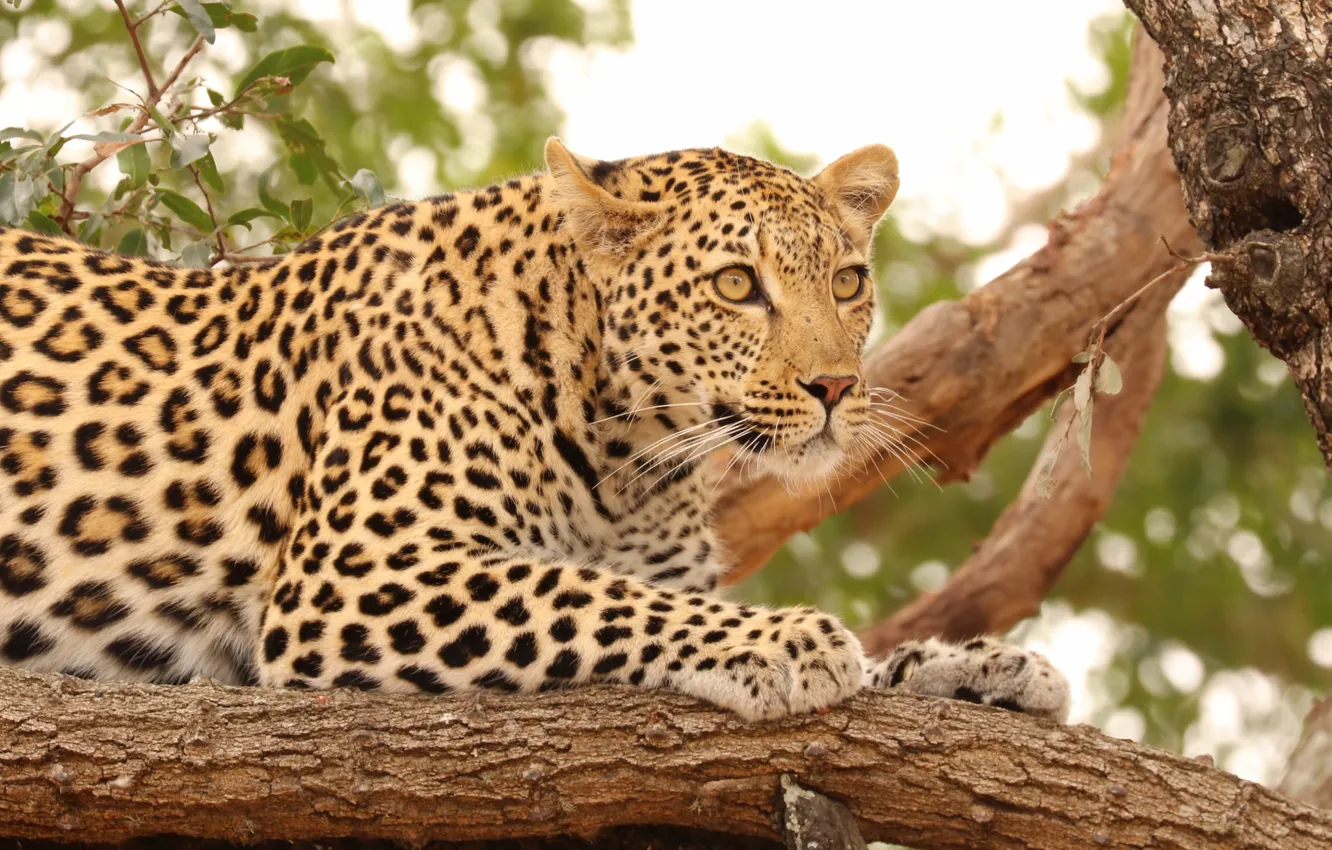 Photo wallpaper cat, nature, tree, predator, leopard, hunting