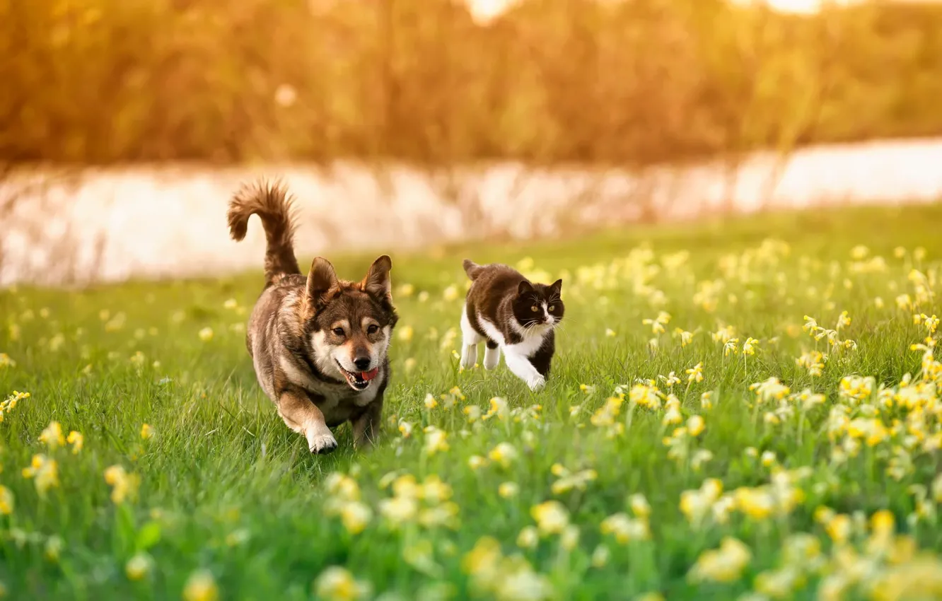 Photo wallpaper cat, cat, nature, dog