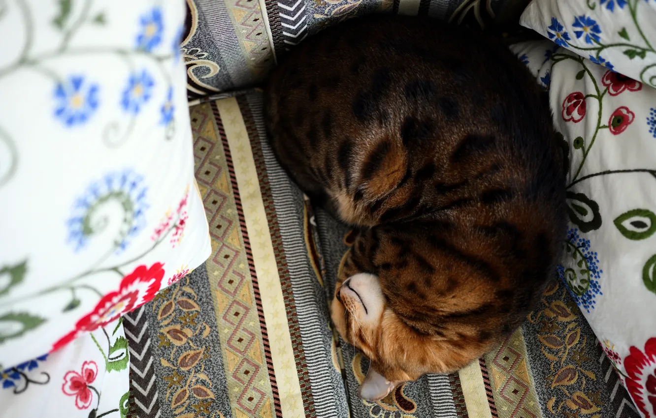 Photo wallpaper cat, cat, comfort, sofa, pillow, sleeping, lies, Bengal