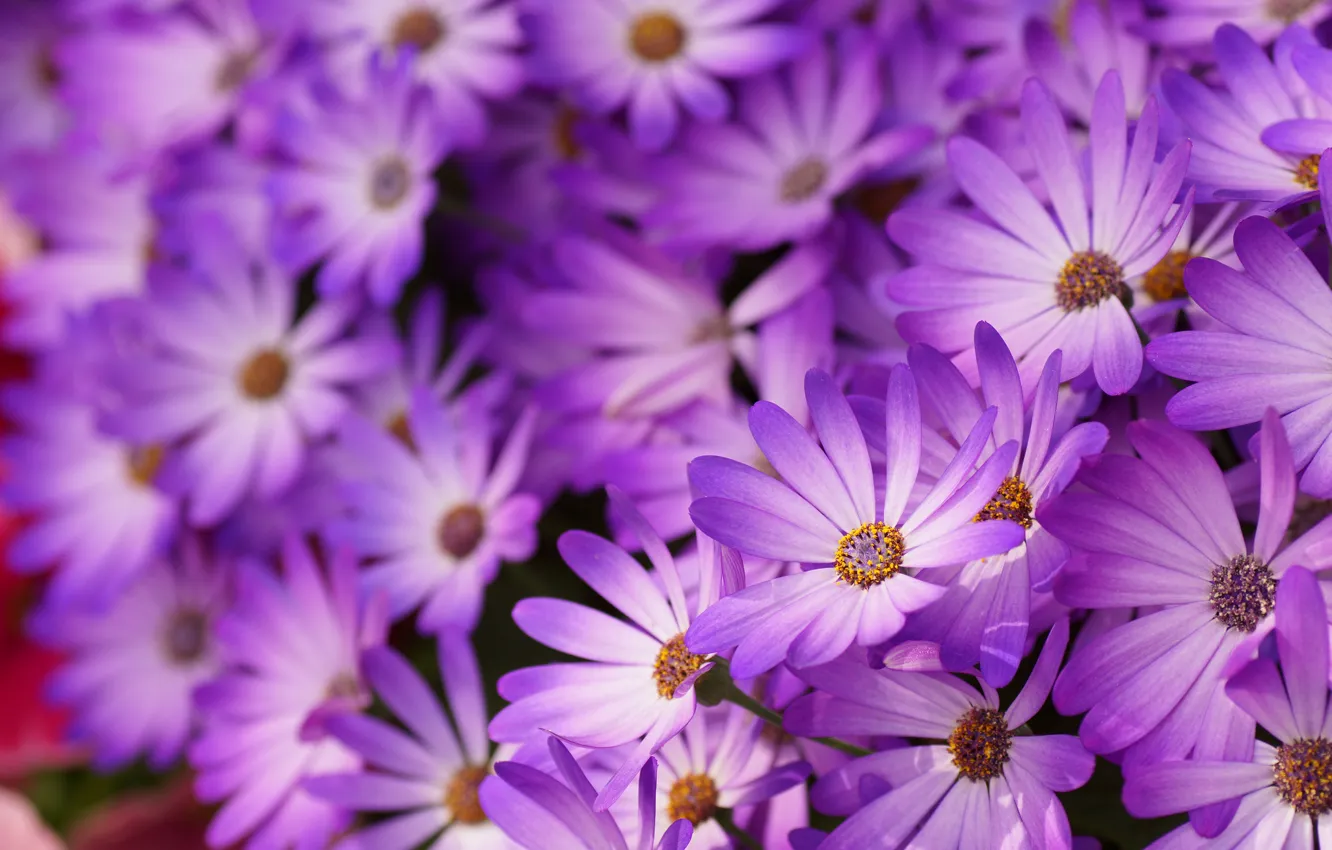 Photo wallpaper macro, flowers, petals, blur, lilac, Daisy