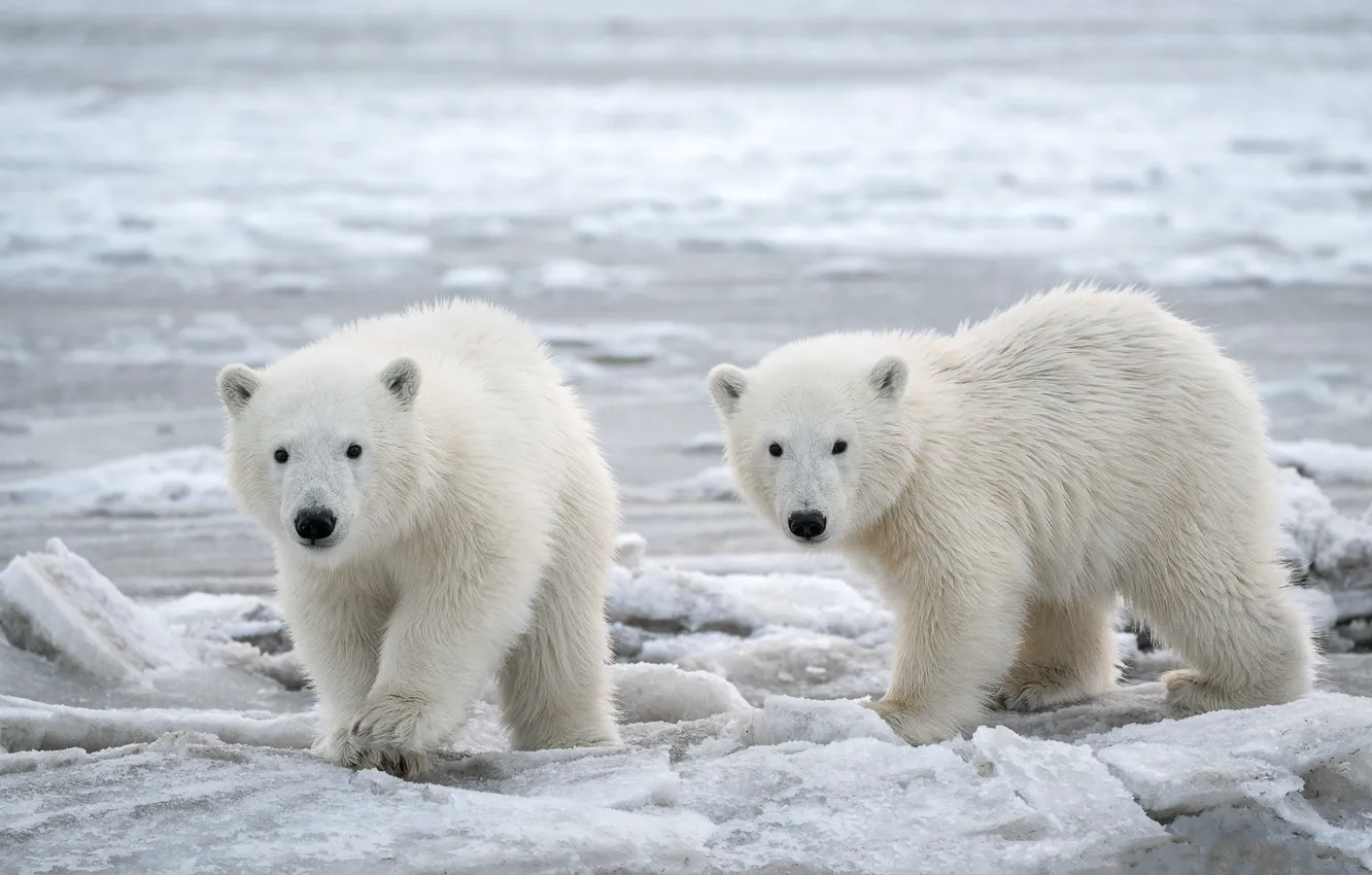 Photo wallpaper winter, snow, two, bear, pair, bear, white, polar bears