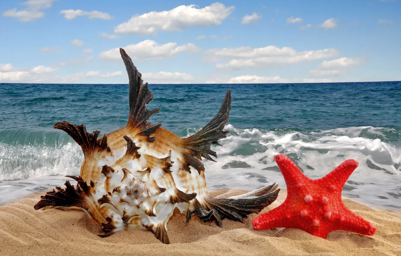 Photo wallpaper sand, sea, beach, star, shell, sea, sand, seashell