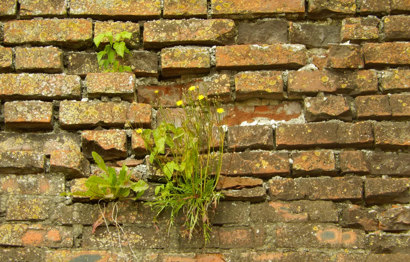 Photo wallpaper flowers, wall, widescreen, Wallpaper, brick, wallpaper, widescreen, background